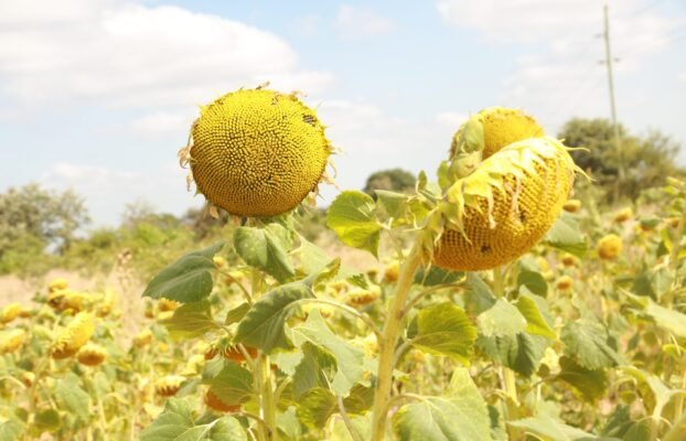 AMDT + RUDI to facilitate inclusive business for Sunflower value chain in Dodoma region