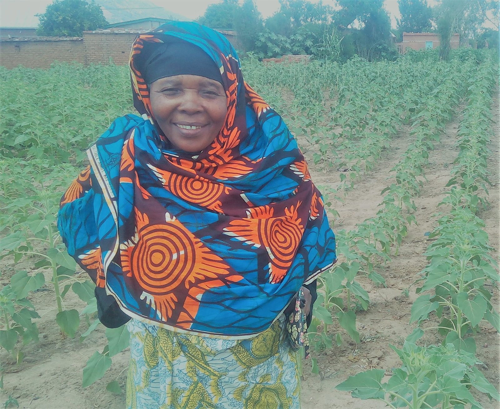 Hybrid seeds show promise for Dodoma farmers